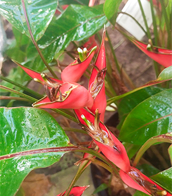 Foto van Tropische Plant 1
