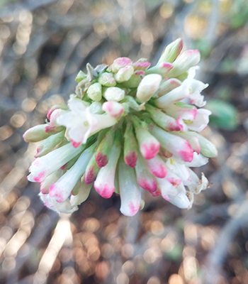 Foto van Tropische Plant 2
