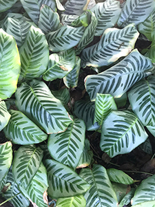 mooie tropische planten