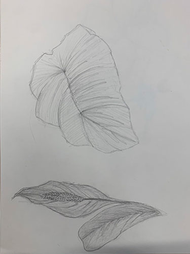 afbeelding schets blaadje en bloem