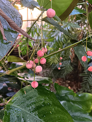 Foto van een trosje met bloemknopjes