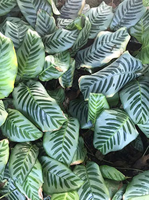 Foto van tropische plant